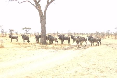 3-Day Safari Trip to Masai Mara National Reserve from Nairobi