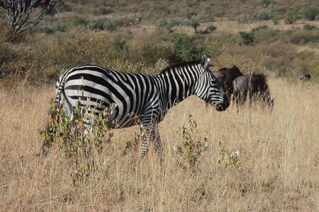 Amboseli National Park for 1 night and 2 days