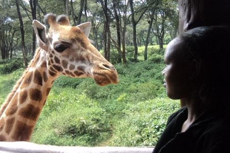 Tour to Giraffe Center from Nairobi