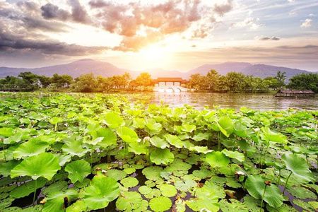 Private Tour Hangzhou West Lake and Tea Fields Discovery