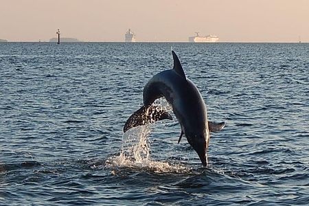 Dolphin Sightseeing Cruise from Tampa