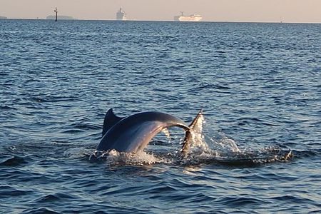 Dolphin Sightseeing Cruise from Tampa