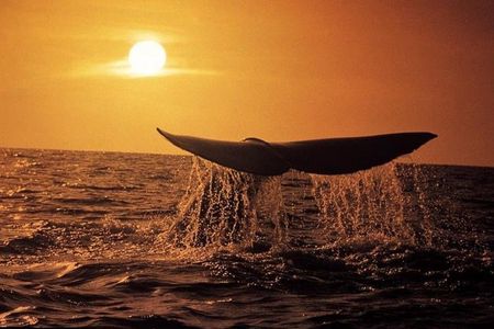 Whale Watching in Hermanus (landbased)
