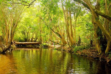 Private Half Day Tour: World Heritage Rainforest & Waterfall