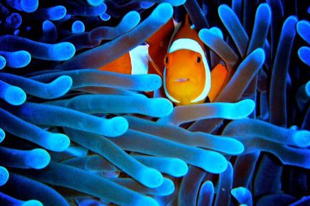5-Day Best of Cairns with Daintree, Kuranda, and Great Barrier Reef