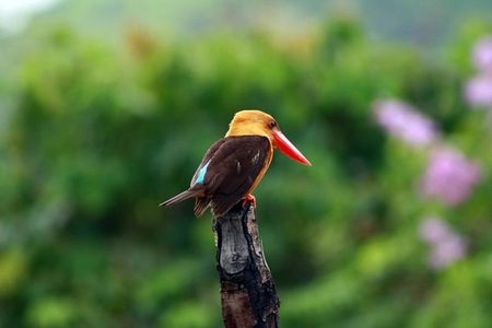 Birdwatching Tour in Langkawi