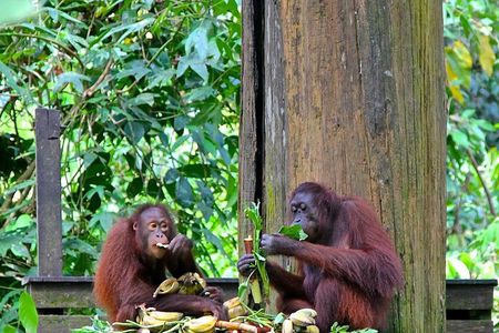 Full-Day Sepilok Orangutan,Sun Bear & Sandakan City Trail from Kota Kinabalu