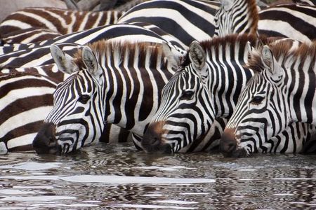 4-Day Serengeti & Ngorongoro Safari