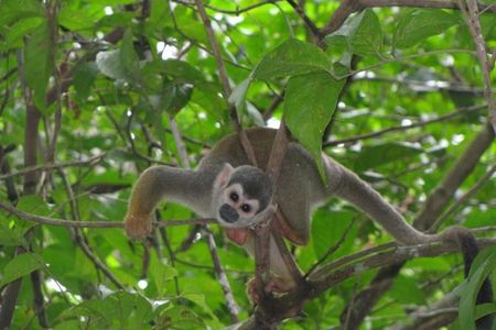 5-Day Cuyabeno Amazon Eco-Lodge Adventure