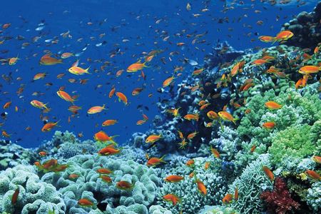 Tiran Island Full Day Sea Cruise with Snorkeling and Lunch