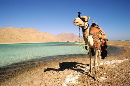 Blue Lagoon Beach 1-Hour Camel Safari from Dahab