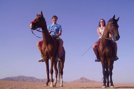Horse Riding in Dahab