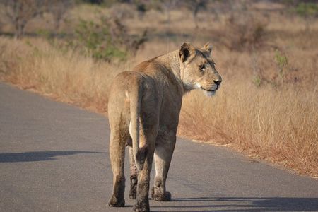 4-Day Hluhluwe Imfolozi and St Lucia Safari from Durban