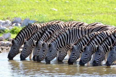 2-Nights 5-star Sanbona Game Reserve with private transfers to and from Sanbona