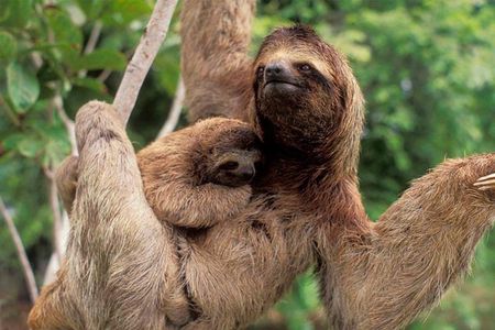 Manuel Antonio National park, PRIVATE day tour from jaco