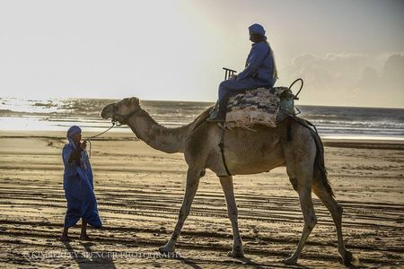 Day Camel Ride with Picnic on Essaouira's beach
