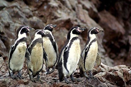 Ballestas Islands tour from Pisco CRUISESHIP TERMINAL