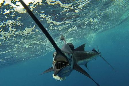 Four-Hour Fishing Tour in Dominica
