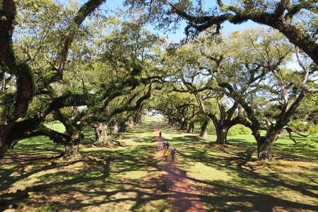 Oak Alley Plantation and New Orleans City Tour