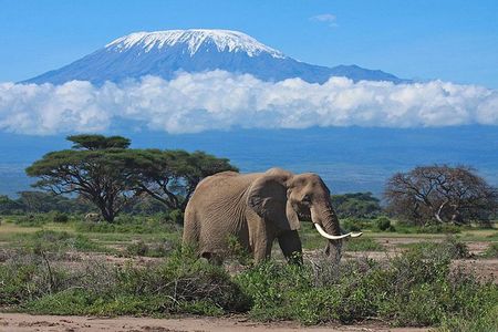 7 Day Maasai Mara, Lake Nakuru, Lake Naivasha and Amboseli Safari