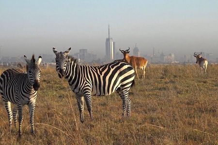 Early Morning Half Day Mini Safari To Nairobi National Park
