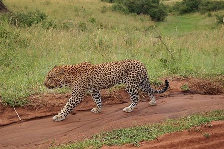 4 days group joining budget safari to Maasai Mara only