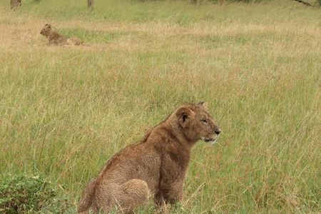 3 Days PRIVATE LUXURY SAFARI to Masai Mara from Nairobi