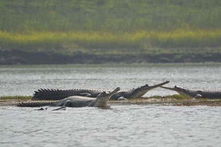 National Chambal Sanctuary and Alligator Day Tour from Agra
