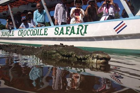 Crocodile Safari - Tarcoles River