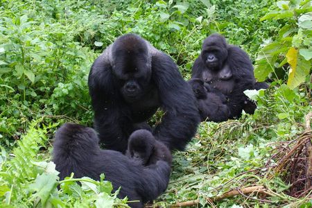 3 Day Bwindi gorilla flying in safari