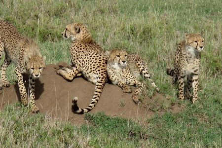 4-Day Kidepo Wild Life Safari