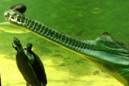 Private Madras Crocodile Bank Tour from Mahabalipuram