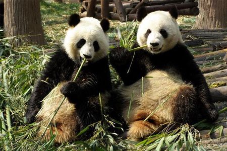 Private Day Tour: Dujiangyan Panda Base Volunteering from Chengdu