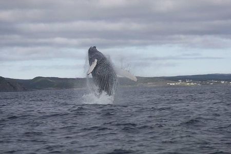 2 Hour Ocean Safari on Zodiac Boat