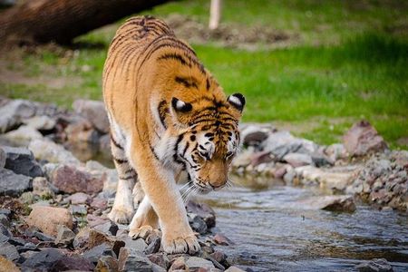 Corbett Wildlife Safari Tour with Kumaon Hill Station