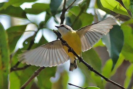 Birdwatching and Wildlife Noosa Biosphere Full-Day Experience