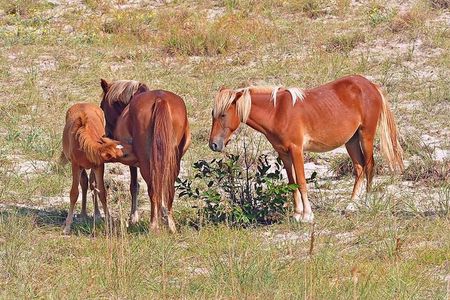 2-hour Outer Banks Wild Horse Tour by 4WD Truck