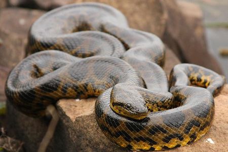 6-Day All Inclusive Guided Jungle Tour from Iquitos at Maniti Eco-Lodge