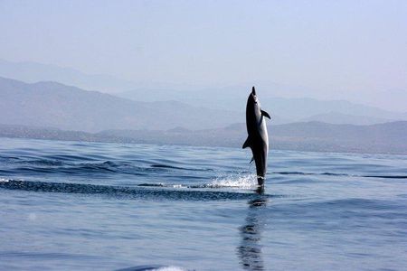 Beaches Dolphins And Viewpoints Discovering The Hidden Port By Sea And Land