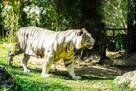 Cebu Safari and Adventure Park