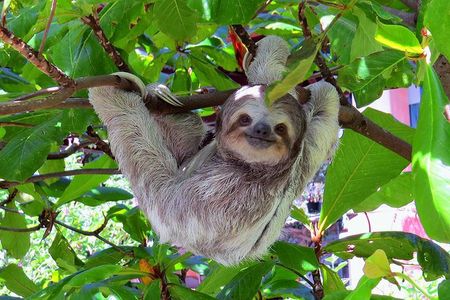 Shore Excursion: Caribbean Highlights Tour from Limon