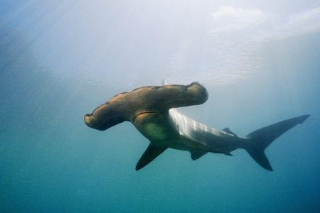 Full-Day Scuba Dive Charter: Hammerhead Experience from Warkworth