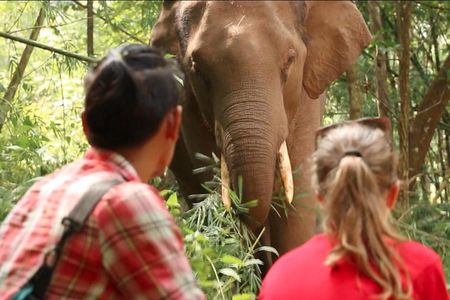 3-Day Kindred Spirit Elephant Sanctuary Chiang Mai