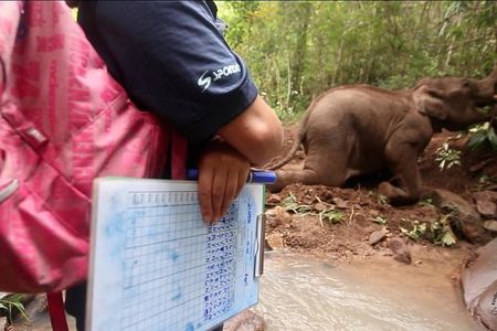 Elephant and Gibbon Encounters - 5days/4nights
