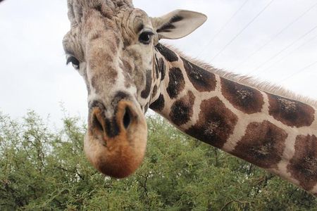 Out of Africa Wildlife Park Admission Ticket