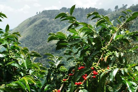 Blue Mountain Coffee Tour From Runaway Bay