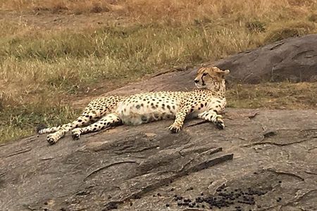 Kenya safari: Maasai Mara, Naivasha, Nakuru & Amboseli Safari