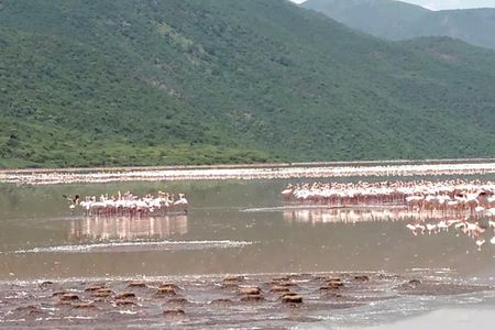 Lake Bogoria Flamingos Tour from Nairobi