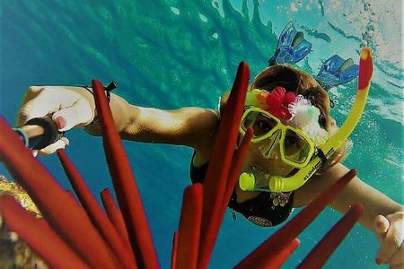 Molokini Crater Zodiac Adventure: Snorkel and Turtle Cove Swim 