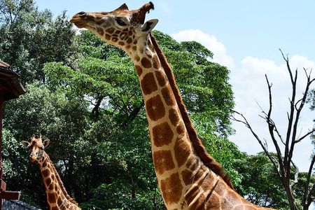 Giraffe Center Half-Day Trip from Nairobi